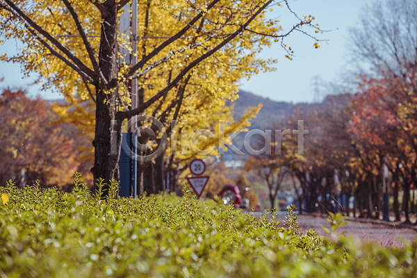 사람없음 JPG 소프트포커스 포토 가을(계절) 가을풍경 경기도 관목 도로표지판 야외 은행나무 은행잎 인천 인천대공원 주간