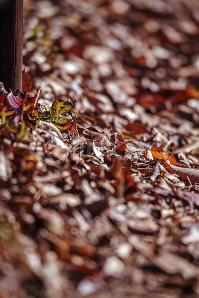 사람없음 JPG 소프트포커스 아웃포커스 포토 가을(계절) 가을풍경 경기도 낙엽 땅바닥 야외 인천 인천대공원 주간