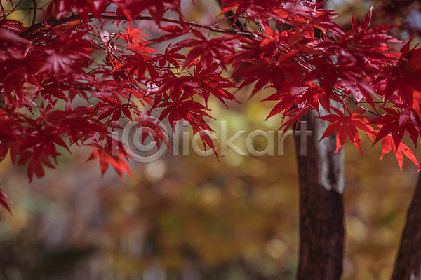 사람없음 JPG 아웃포커스 포토 가을(계절) 가을풍경 경기도 단풍 보케 야외 인천 인천대공원 주간