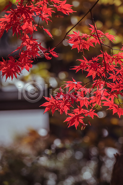 사람없음 JPG 아웃포커스 포토 가을(계절) 가을풍경 경기도 단풍 보케 야외 인천 인천대공원 주간