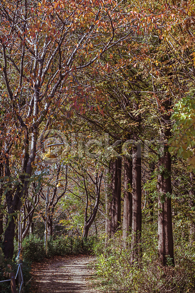 사람없음 JPG 포토 가을(계절) 가을풍경 경기도 나무 산책로 숲길 야외 인천 인천대공원 주간