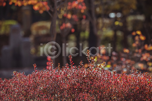 사람없음 JPG 아웃포커스 포토 가을(계절) 가을풍경 경기도 관목 단풍 야외 인천 인천대공원 주간