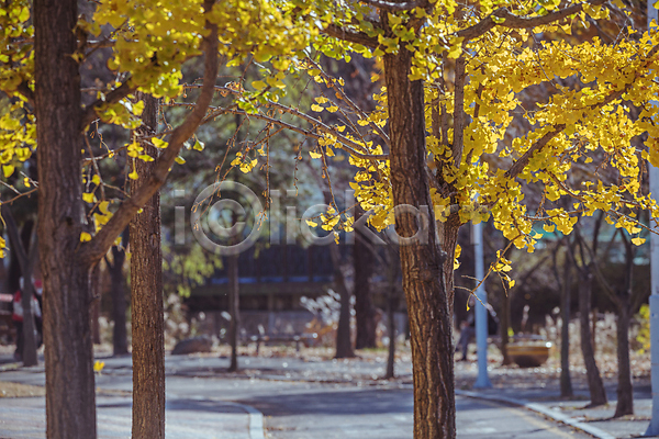 사람없음 JPG 포토 가을(계절) 가을풍경 경기도 길 야외 은행나무 은행잎 인천 인천대공원 주간
