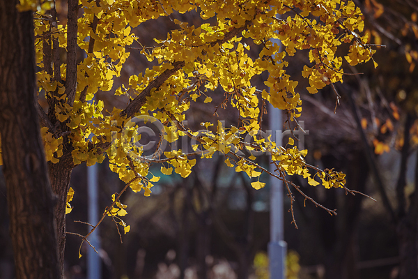 사람없음 JPG 아웃포커스 포토 가을(계절) 가을풍경 경기도 야외 은행나무 은행잎 인천 인천대공원 주간
