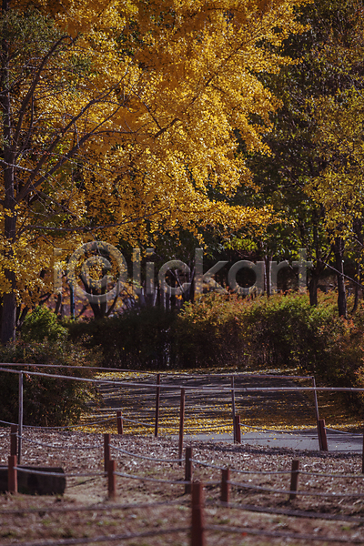 사람없음 JPG 포토 가을(계절) 가을풍경 경기도 산책로 야외 울타리 은행나무 은행잎 인천 인천대공원 주간