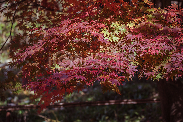 사람없음 JPG 아웃포커스 포토 가을(계절) 가을풍경 경기도 단풍 야외 인천 인천대공원 주간