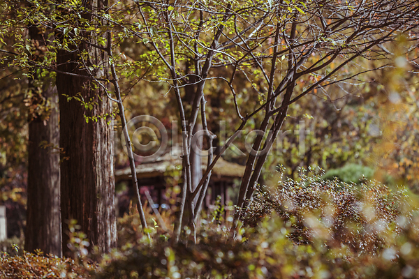 사람없음 JPG 소프트포커스 아웃포커스 포토 가을(계절) 가을풍경 경기도 나무 산책로 숲길 야외 인천 인천대공원 주간