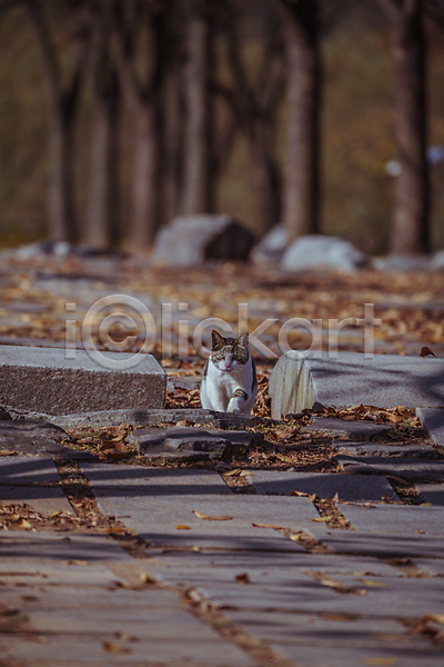 사람없음 JPG 아웃포커스 포토 가을(계절) 가을풍경 경기도 고양이 돌길 동물라이프 야외 인천 인천대공원 주간 한마리