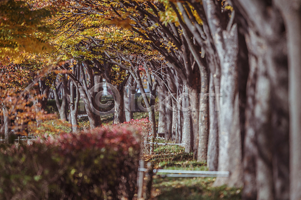사람없음 JPG 소프트포커스 포토 가을(계절) 가을풍경 경기도 관목 단풍나무 산책로 숲길 야외 인천 인천대공원 주간