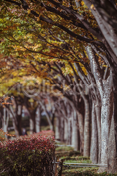 사람없음 JPG 아웃포커스 포토 가을(계절) 가을풍경 경기도 관목 단풍나무 산책로 숲길 야외 인천 인천대공원 주간