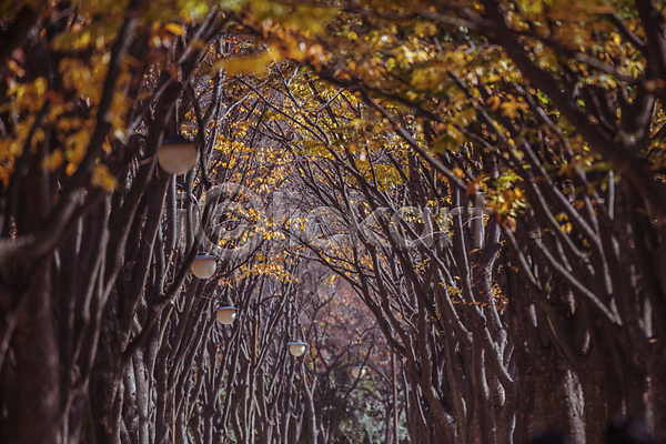 사람없음 JPG 포토 가로등 가을(계절) 가을풍경 경기도 단풍나무 산책로 숲길 야외 인천 인천대공원 주간