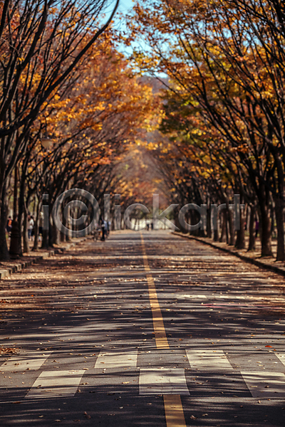 사람없음 JPG 포토 가을(계절) 가을풍경 경기도 단풍 단풍나무 도로 야외 인천 인천대공원 주간 횡단보도