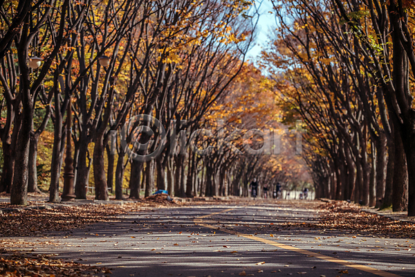 사람없음 JPG 포토 가을(계절) 가을풍경 경기도 단풍 단풍나무 도로 야외 인천 인천대공원 주간