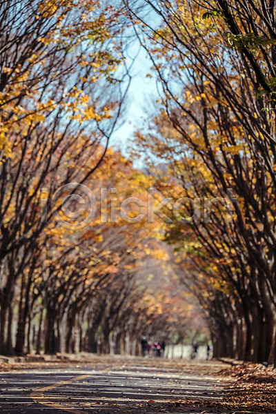 사람없음 JPG 아웃포커스 포토 가을(계절) 가을풍경 경기도 단풍 단풍나무 도로 야외 인천 인천대공원 주간