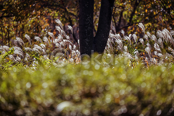 사람없음 JPG 소프트포커스 포토 가을(계절) 가을풍경 경기도 나무 숲 야외 억새 인천 인천대공원 주간