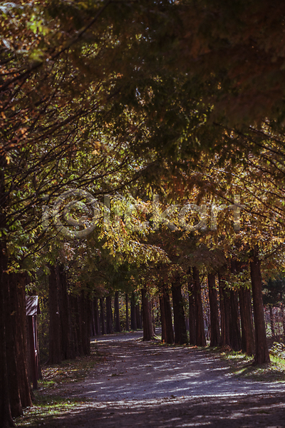 사람없음 JPG 포토 가을(계절) 가을풍경 경기도 메타세콰이어 메타세콰이어길 산책로 숲길 야외 인천 인천대공원 주간