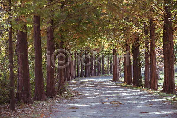 사람없음 JPG 포토 가을(계절) 가을풍경 경기도 메타세콰이어 메타세콰이어길 산책로 숲길 야외 인천 인천대공원 주간