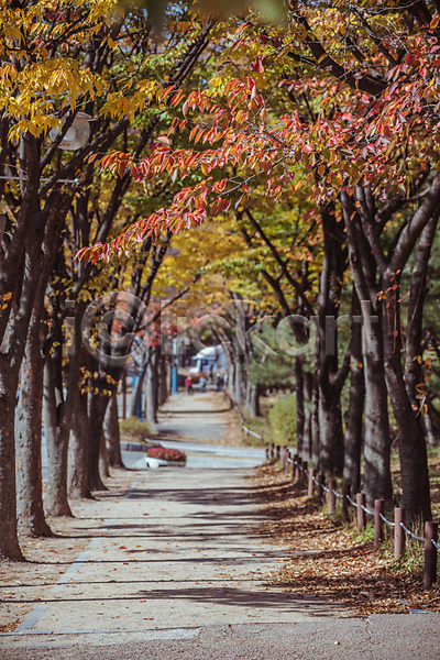 사람없음 JPG 아웃포커스 포토 가을(계절) 가을풍경 경기도 단풍 산책로 숲길 야외 인천 인천대공원 주간