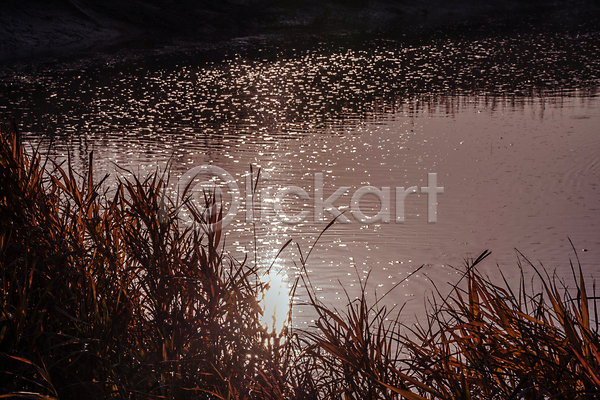 사람없음 JPG 포토 가을(계절) 가을풍경 갯골생태공원 경기도 반사 시흥 야외 일몰 주간 풀(식물) 햇빛 호수