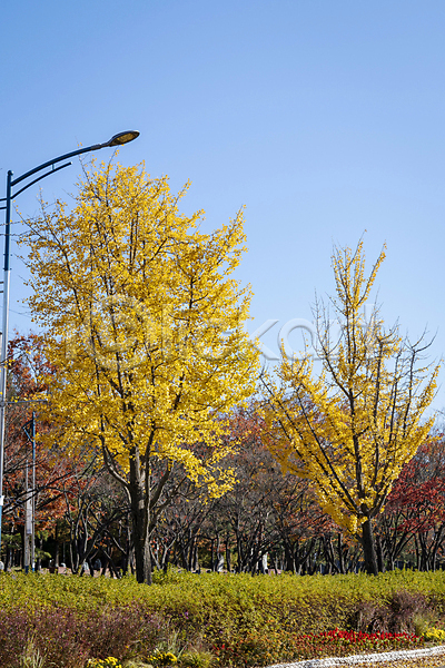 분위기 사람없음 JPG 포토 가로등 가을(계절) 가을풍경 경기도 공원 관목 야외 은행나무 은행잎 인천 주간 하늘