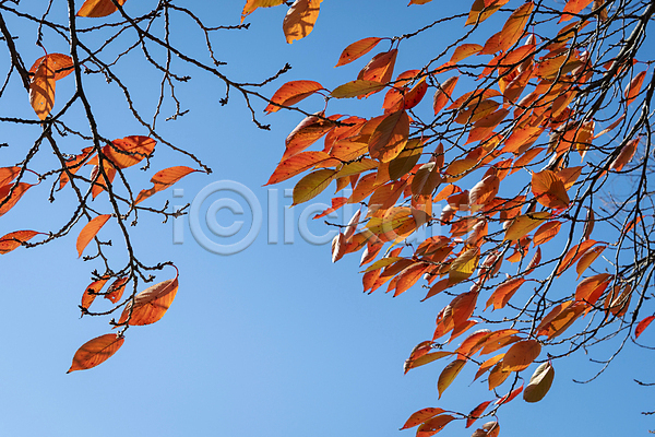 분위기 사람없음 JPG 포토 가을(계절) 가을풍경 경기도 공원 나뭇가지 낙엽 야외 인천 주간 하늘