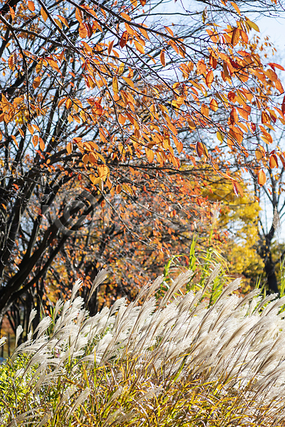 분위기 사람없음 JPG 포토 가을(계절) 가을풍경 갈대(식물) 경기도 공원 나무 낙엽 야외 인천 주간