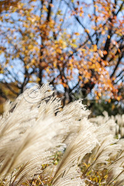 분위기 사람없음 JPG 아웃포커스 포토 가을(계절) 가을풍경 갈대(식물) 경기도 공원 야외 인천 주간
