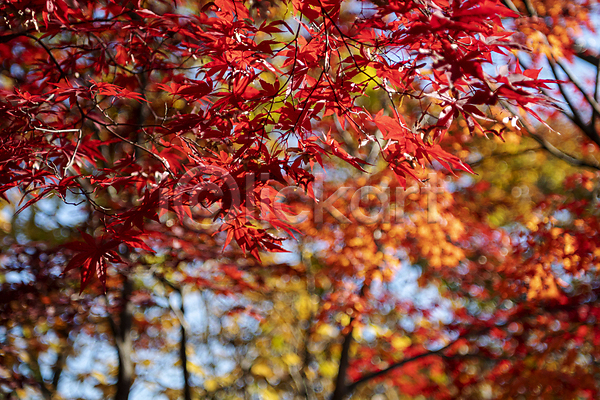 분위기 사람없음 JPG 아웃포커스 포토 가을(계절) 가을풍경 경기도 공원 단풍 야외 인천 주간