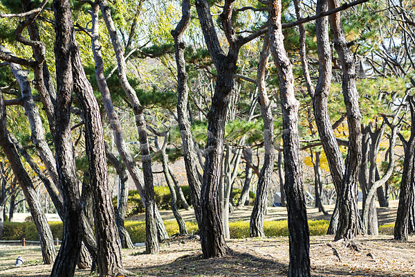 분위기 사람없음 JPG 포토 가을(계절) 가을풍경 경기도 공원 소나무 소나무숲 야외 인천 주간