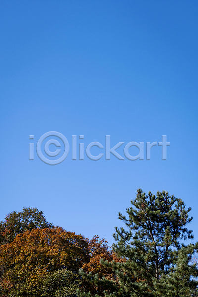 분위기 사람없음 JPG 포토 가을(계절) 가을풍경 경기도 공원 나무 맑음 야외 인천 주간 하늘