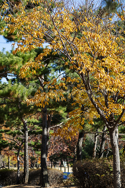 분위기 사람없음 JPG 포토 가을(계절) 가을풍경 경기도 공원 나무 소나무 야외 인천 주간