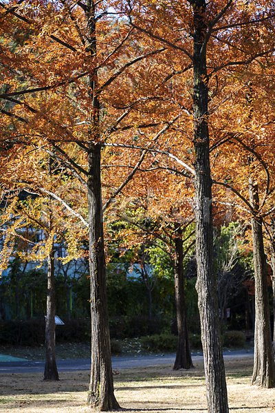 분위기 사람없음 JPG 포토 가을(계절) 가을풍경 경기도 공원 나무 야외 인천 주간