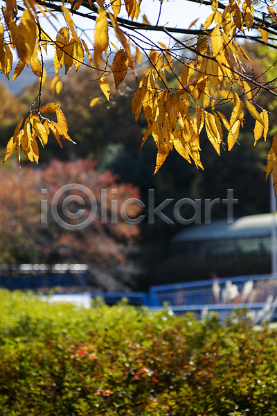 분위기 사람없음 JPG 아웃포커스 포토 가을(계절) 가을풍경 경기도 공원 관목 나뭇가지 나뭇잎 야외 인천 주간