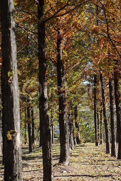 분위기 사람없음 JPG 포토 가을(계절) 가을풍경 경기도 공원 나무 숲길 야외 인천 주간
