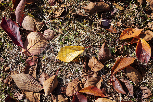 분위기 사람없음 JPG 포토 가을(계절) 가을풍경 경기도 공원 낙엽 땅바닥 야외 인천 주간