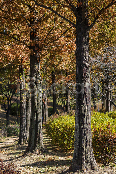 분위기 사람없음 JPG 포토 가을(계절) 가을풍경 경기도 공원 관목 나무 야외 인천 주간
