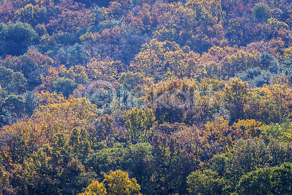 분위기 사람없음 JPG 근접촬영 포토 가을(계절) 가을풍경 경기도 공원 나무 야외 울창 인천 주간