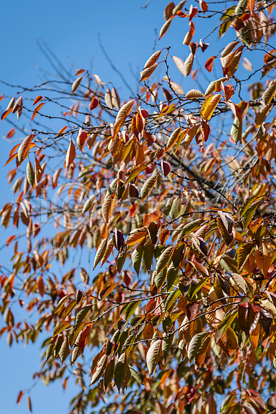 분위기 사람없음 JPG 포토 가을(계절) 가을풍경 경기도 공원 나뭇가지 나뭇잎 야외 인천 주간 하늘