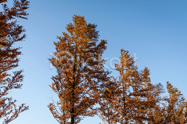 분위기 사람없음 JPG 포토 가을(계절) 가을풍경 경기도 나무 시흥 야외 주간 하늘