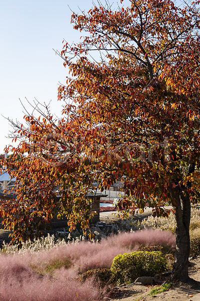 분위기 사람없음 JPG 포토 가을(계절) 가을풍경 경기도 관목 나무 시흥 야외 주간 핑크뮬리