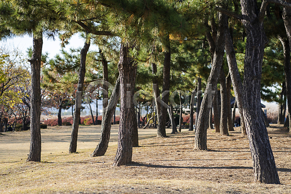 분위기 사람없음 JPG 포토 가을(계절) 가을풍경 경기도 소나무 소나무숲 시흥 야외 주간