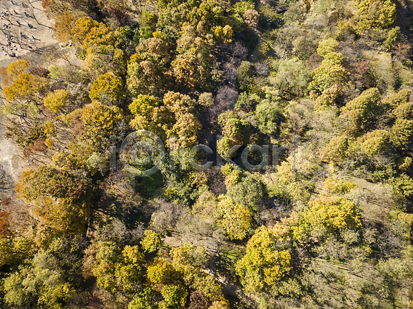 분위기 사람없음 JPG 포토 하이앵글 항공촬영 가을(계절) 가을풍경 경기도 나무 숲 시흥 야외 전경 주간