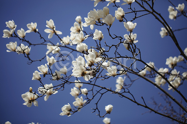 사람없음 JPG 포토 개화 만개 목련 봄 봄꽃 야외 일산 주간 하늘