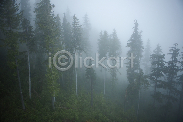 사람없음 JPG 포토 밴쿠버 산속 숲 안개 야외 주간 침엽수 풍경(경치)