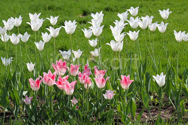 사람없음 JPG 포토 해외이미지 꽃 모양 백그라운드 봄 뷰티 세트 자연 정원 튤립