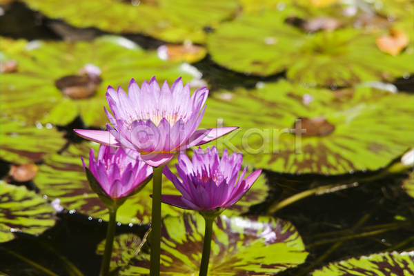 사람없음 JPG 포토 해외이미지 개화 노란색 물 벚꽃 분홍색 뷰티 식물 야외 여름(계절) 연못 이국적 잎 자연 초록색