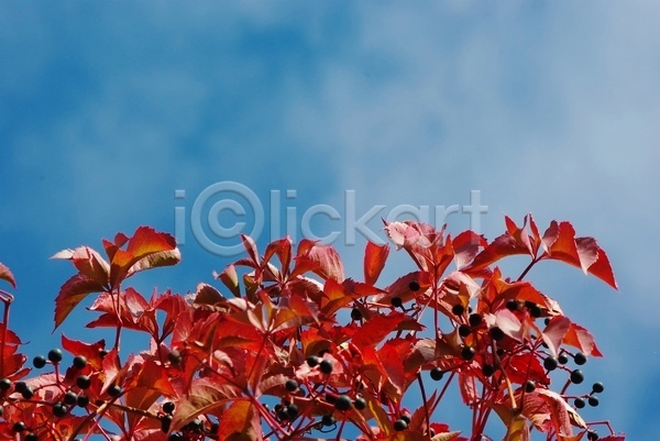 성장 사람없음 JPG 포토 해외이미지 10월 9월 가을(계절) 계절 구부린 꽃무늬 노끈 노란색 단풍 맑음 백그라운드 벽지 빛 빨간색 시골 식물 야외 오렌지 유기농 잎 자연 장면 초록색 컬러풀 포도