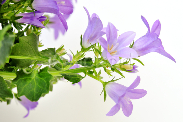 사람없음 JPG 포토 해외이미지 꽃 보라색 블루벨 식물 여름(계절) 잎 장식 정원 제비꽃 캄파눌라