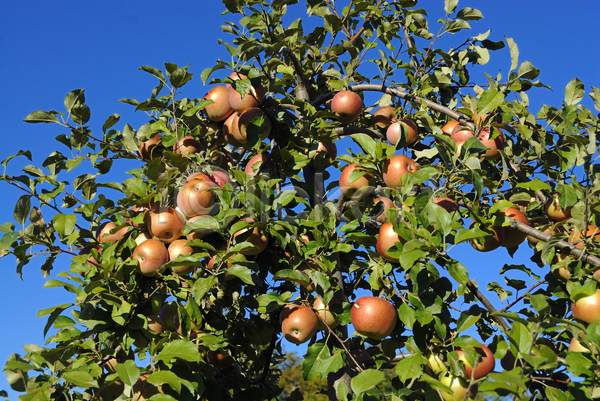 사람없음 JPG 포토 해외이미지 과일 사과 사과나무 야외 주간 하늘