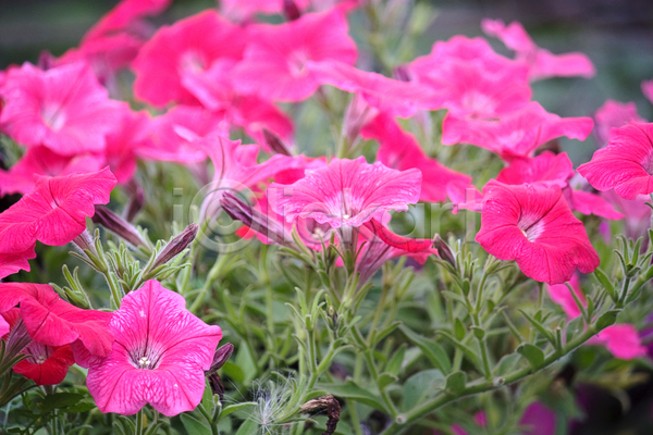 행복 사람없음 JPG 포토 해외이미지 그룹 그림 긍정 꽃 벚꽃 분홍색 식물 여름(계절) 자연 침대 피튜니아